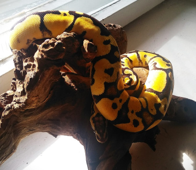 Королевский питон FireFly